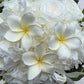 'WHITE DREAM' - preserved frangipani bouquet